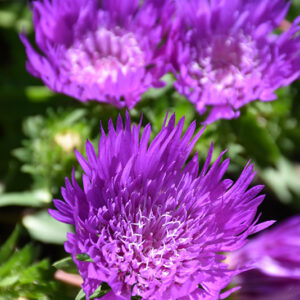 Honeysong Purple Aster flowers