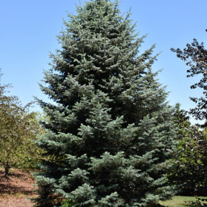 White Fir