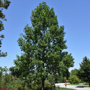 Tuliptree