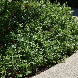Gro-Low Fragrant Sumac