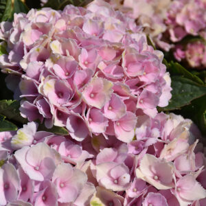 Everlasting&reg; Revolution Hydrangea flowers