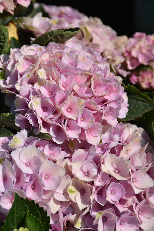 Everlasting® Revolution Hydrangea flowers