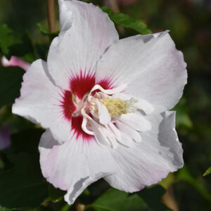 Fiji&trade; Rose of Sharon flowers