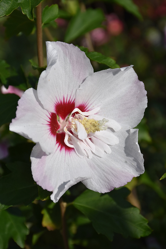 Fiji™ Rose of Sharon flowers
