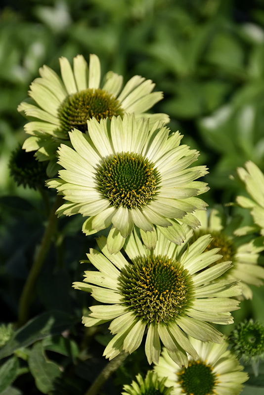 Green Jewel Coneflower flowers