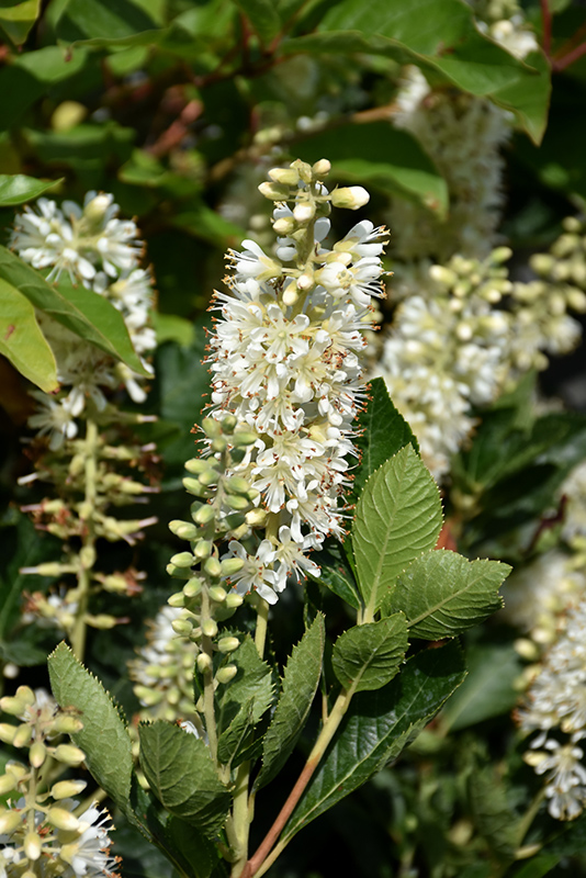Vanilla Spice® Summersweet flowers