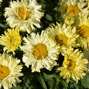 Goldfinch Shasta Daisy flowers
