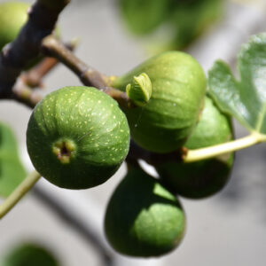 Chicago Hardy Fig fruit