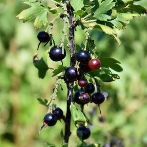 Black Currant fruit