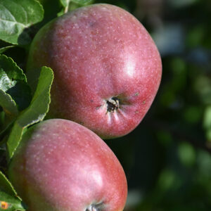 Spartan Apple fruit