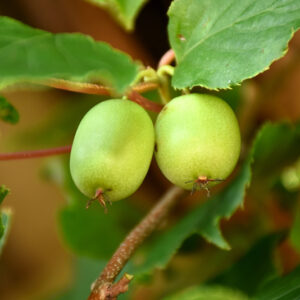 Issai Hardy Kiwi fruit