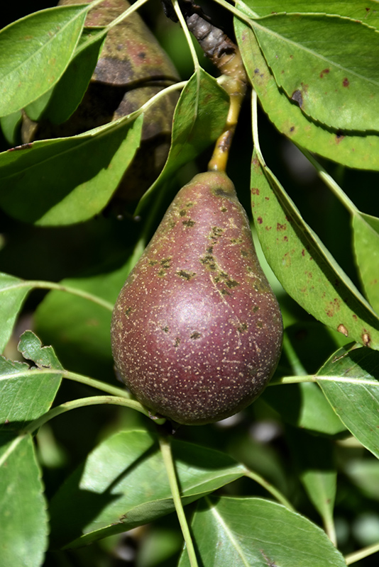 Seckel Pear fruit