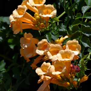 Yellow Trumpetvine flowers