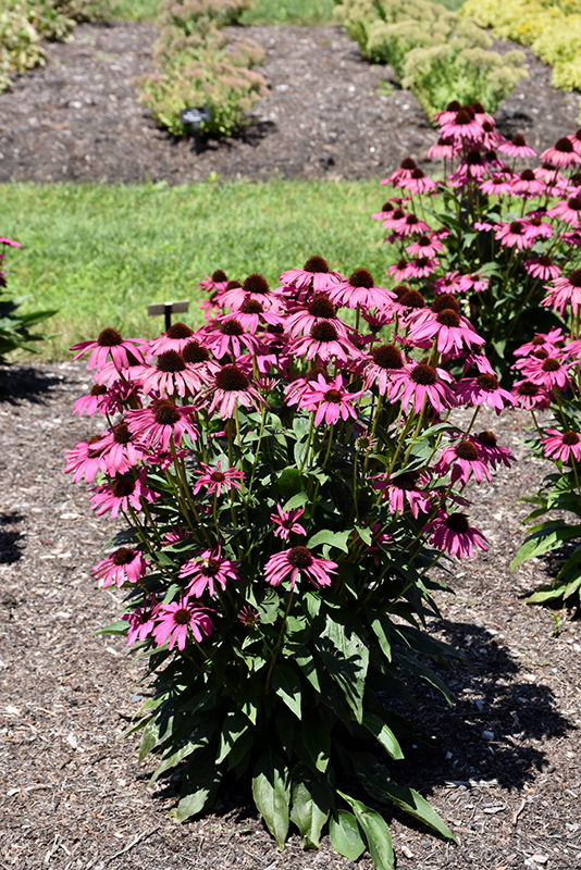 Butterfly Purple Emperor Coneflower in bloom