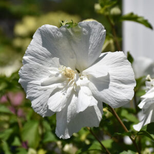 White Chiffon&reg; Rose of Sharon flowers
