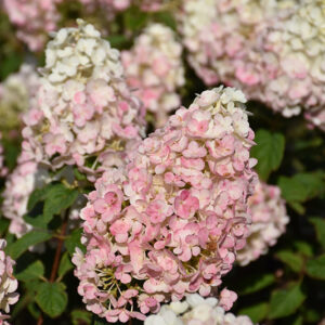 Strawberry Sundae&reg; Hydrangea flowers