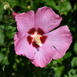 Aphrodite Rose of Sharon flowers