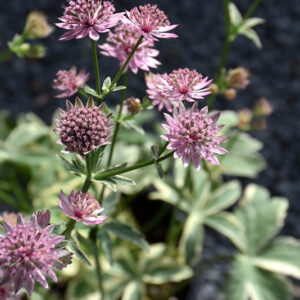 Vanilla Gorilla Variegated Masterwort flowers