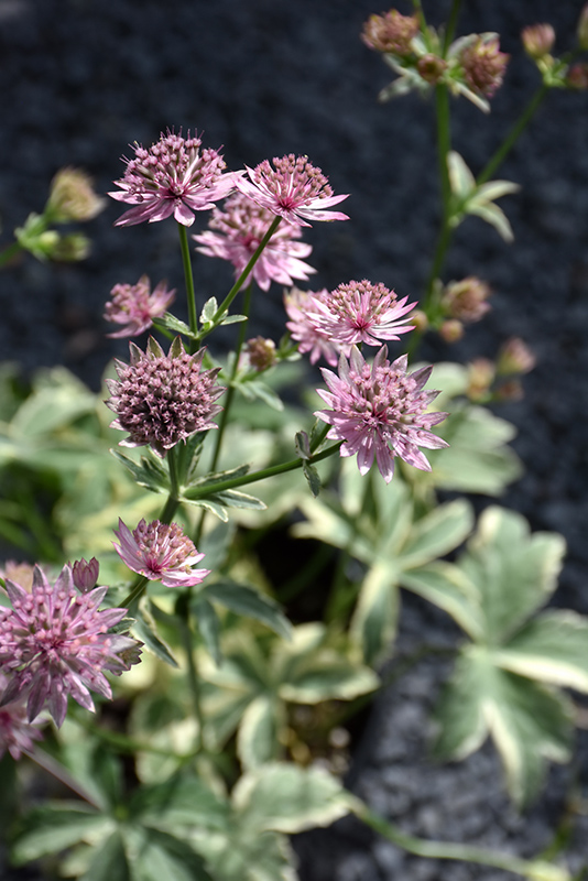 Vanilla Gorilla Variegated Masterwort flowers