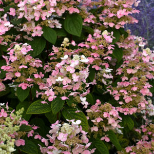 Quick Fire&reg; Hydrangea flowers