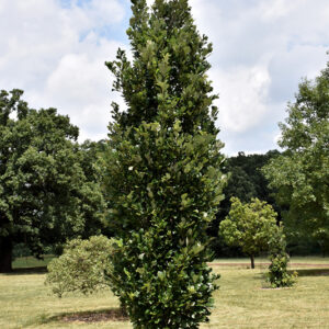 Regal Prince English Oak