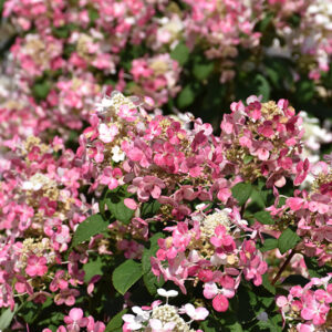 Little Quick Fire&reg; Hydrangea flowers
