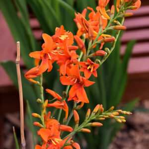Emily McKenzie Crocosmia flowers