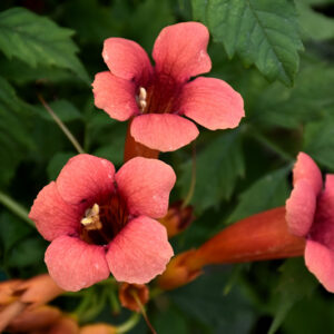 Flamenco Trumpetvine flowers