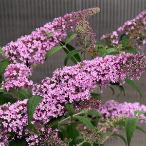 Pink Delight Butterfly Bush flowers