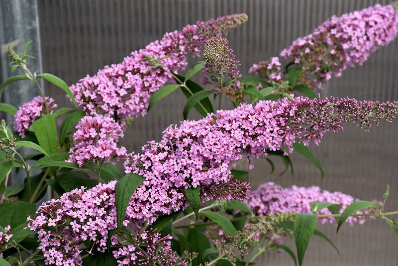 Pink Delight Butterfly Bush flowers