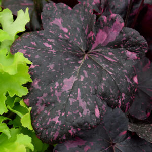 Midnight Rose Coral Bells foliage