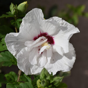 Bali&trade; Rose of Sharon flowers