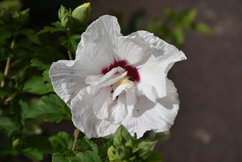 Bali™ Rose of Sharon flowers