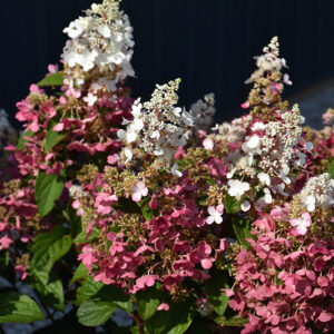 Pinky Winky&reg; Hydrangea flowers
