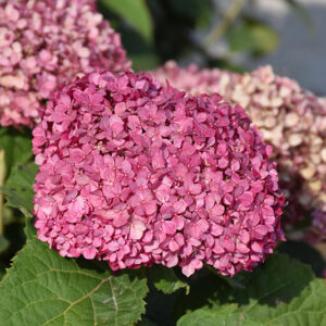 Invincibelle Mini Mauvette&reg; Hydrangea flowers