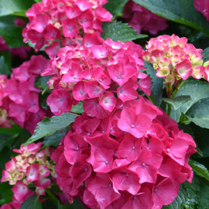 Cityline&reg; Paris Hydrangea flowers