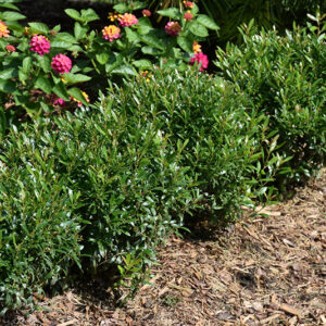 Gem Box&reg; Inkberry Holly