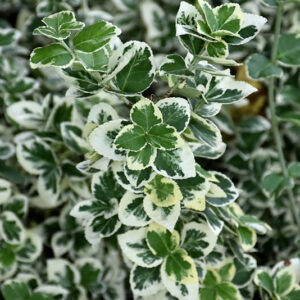 White Album&reg; Wintercreeper foliage