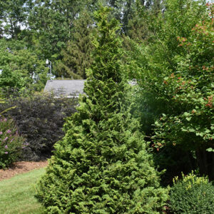 Soft Serve&reg; Falsecypress