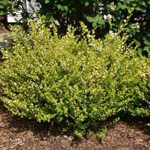 Cesky Gold&reg; Dwarf Birch