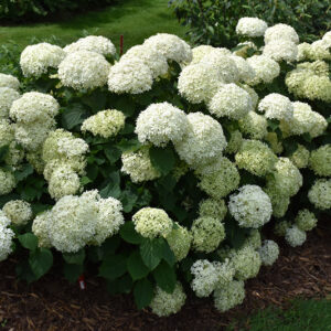Invincibelle Limetta&reg; Hydrangea in bloom