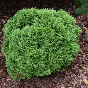 Tater Tot&trade; Arborvitae