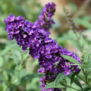 Miss Violet Butterfly Bush flowers