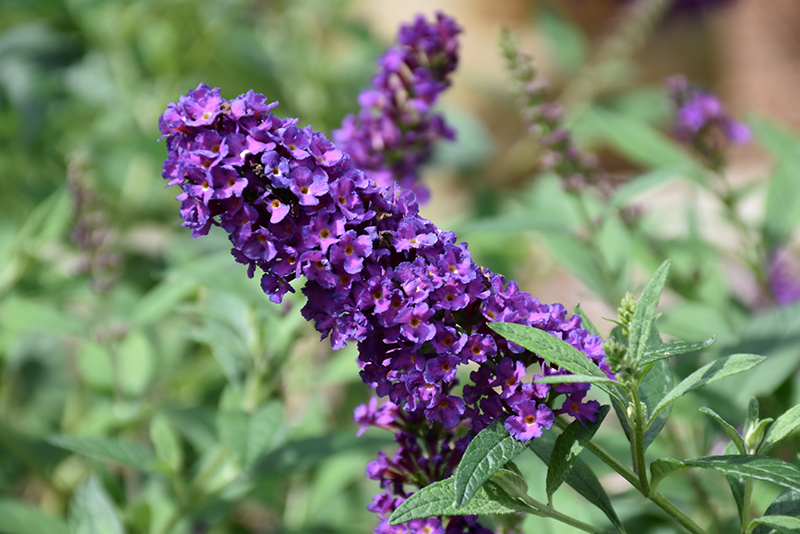 Miss Violet Butterfly Bush flowers