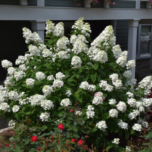 Fire Light® Hydrangea in bloom