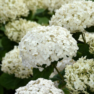 Invincibelle Wee White&reg; Hydrangea flowers