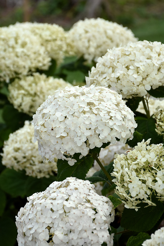 Invincibelle Wee White® Hydrangea flowers