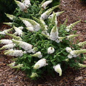 Pugster White&reg; Butterfly Bush in bloom