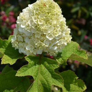 Gatsby Moon&reg; Hydrangea flowers