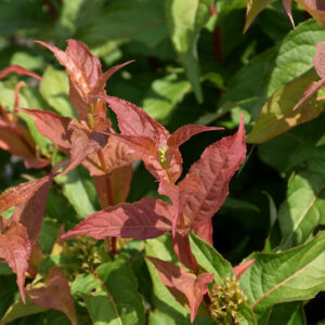 Kodiak® Orange Diervilla foliage